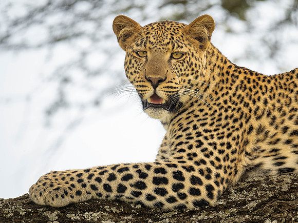 Leopard