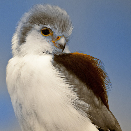 Pygmy Falcon