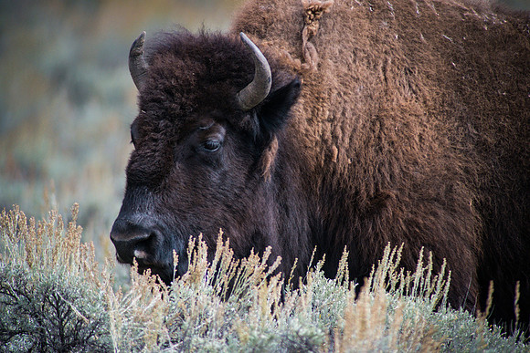 Bison