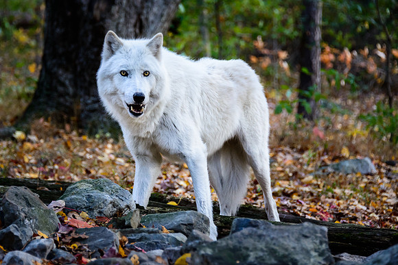 Arctic Wolf