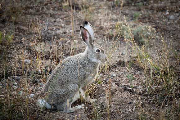 White Tailed Jackrabbit