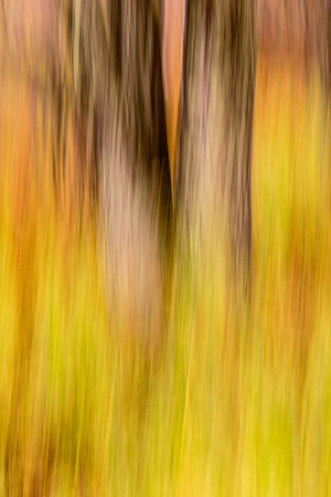 Tree Abstract