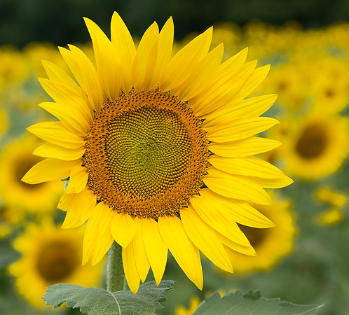 Sunflowers
