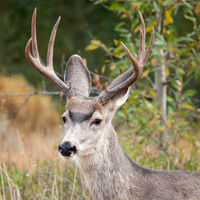 Buck, 7 Point