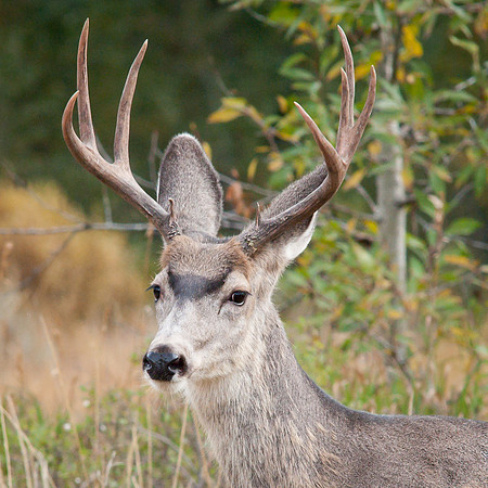 Buck, 7 Point