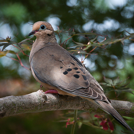 Mother Dove