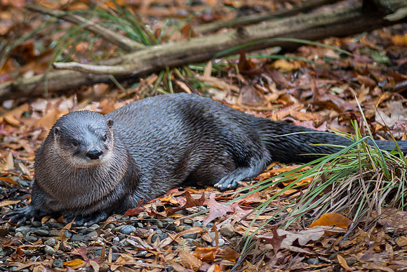 River Otter