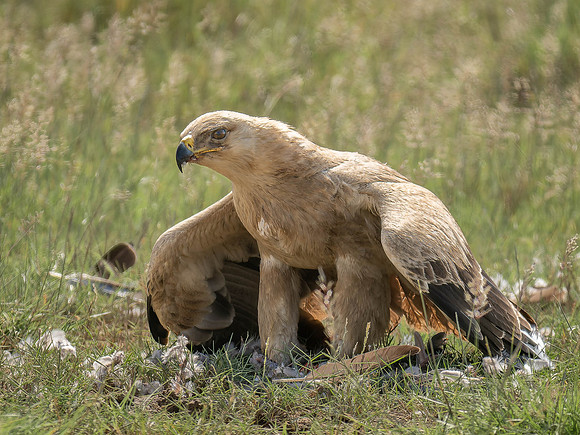 Tawny Eagle