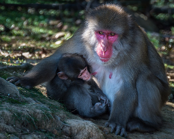 Japanese macaque