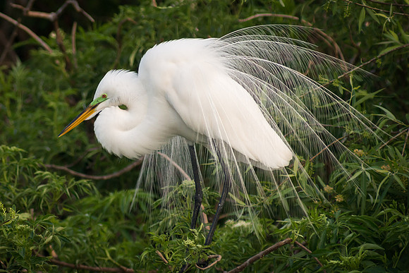 Great Egret Breeding Display