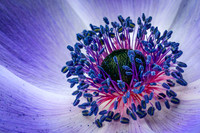 Purple Anemone