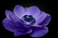 Purple Anemone