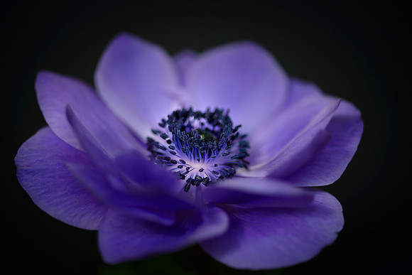 Purple Anemone