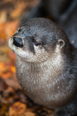 River Otter