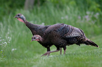 Wild Turkey Hens