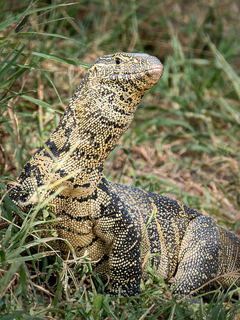 20240216-Tanzania  20241906-DNG_DxO_DeepPRIME-Edit