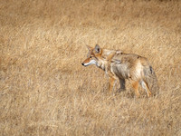 Coyote