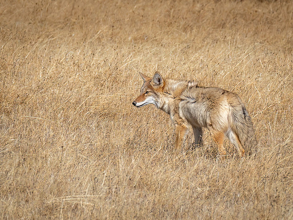 Coyote