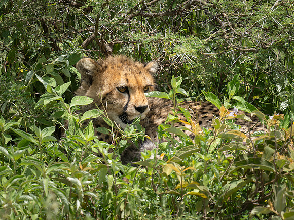 Young Cheetah