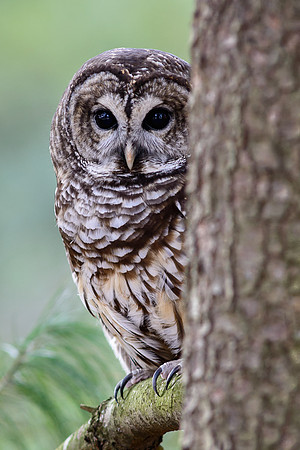 Barred Owl