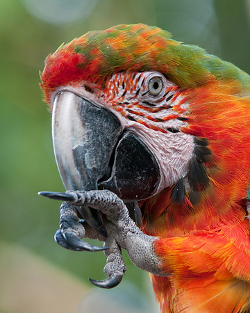 Harlequin Macaw 2