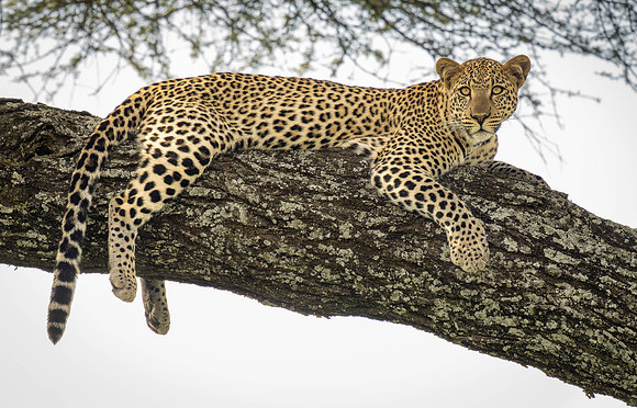 Leopard in a tree