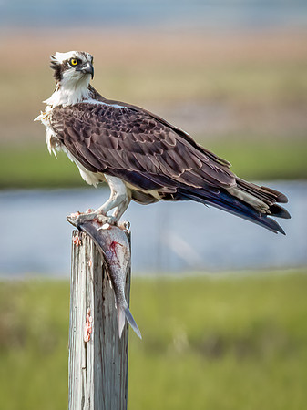 Osprey with Fish