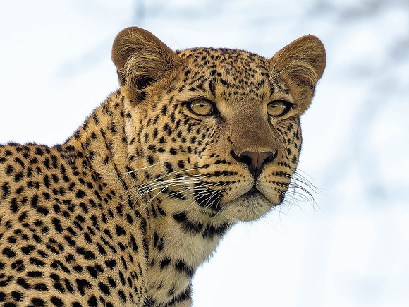 Leopard