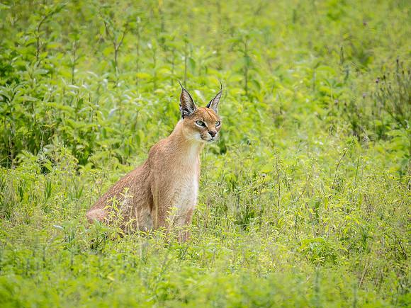 Caracal Cat