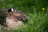Nesting Canadian Goose