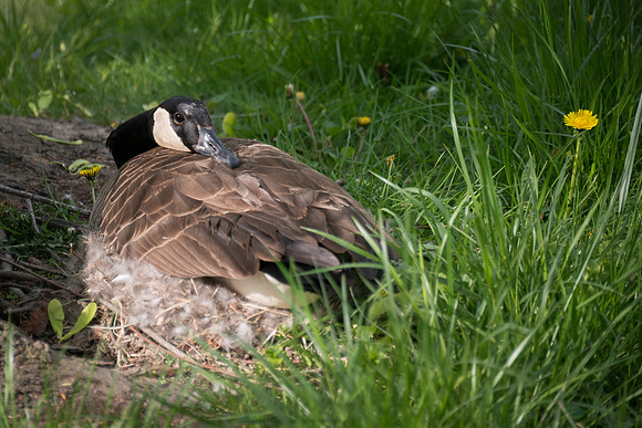 Nesting Canadian Goose