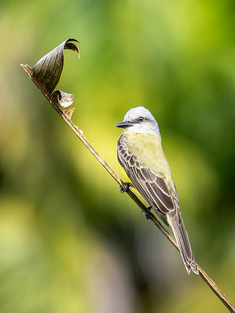 Tropical Kingbird - Rare