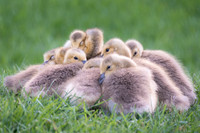 Baby Geese
