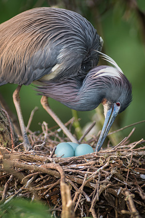 Tricolored Heron Nesting