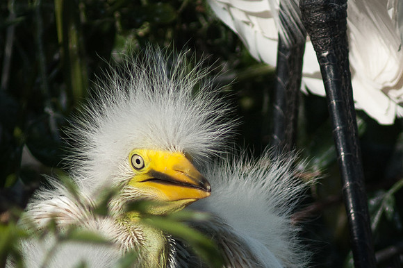 Great Egret Chicks