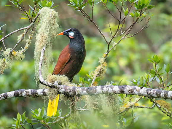 Montezuma Oropendola
