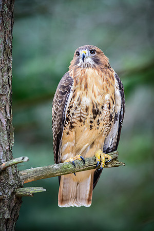 Redtail Hawk