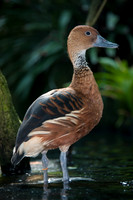 Fulvous Whistling Duck