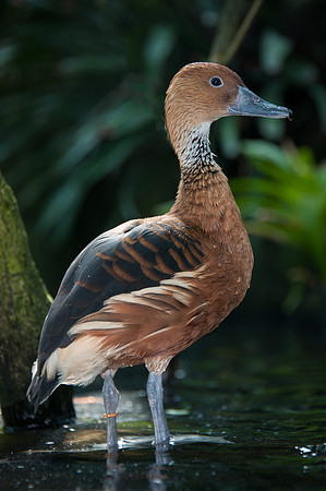 Fulvous Whistling Duck