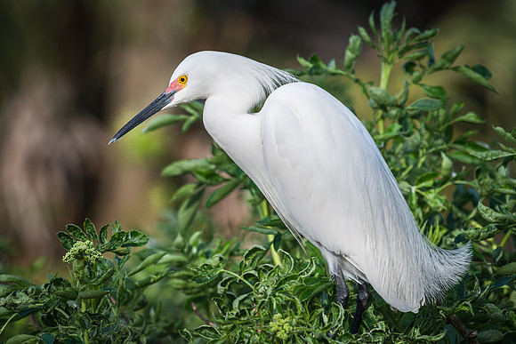 Snowy Egret