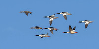 Common Merganser's