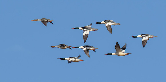 Common Merganser's