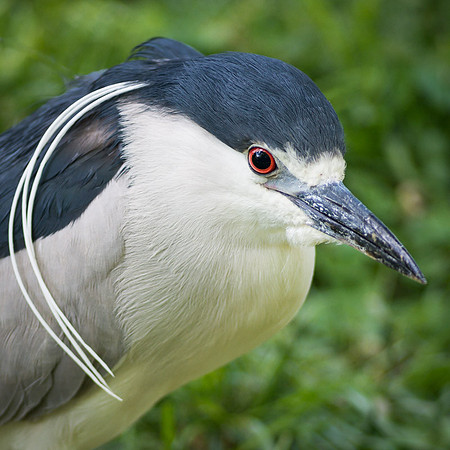 Black Capped Night Heron