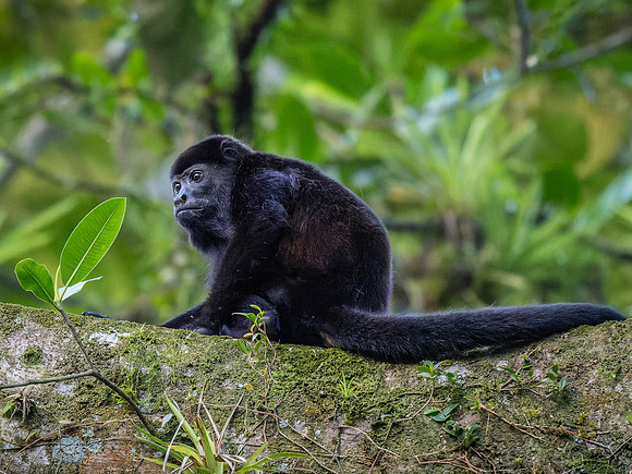 Howler Monkey