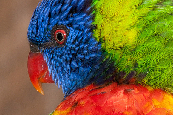 Rainbow Lorikeet