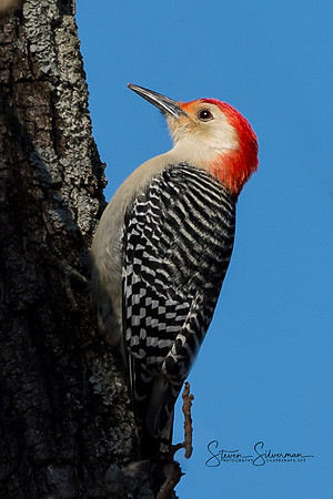 Red Bellied Woodpecker
