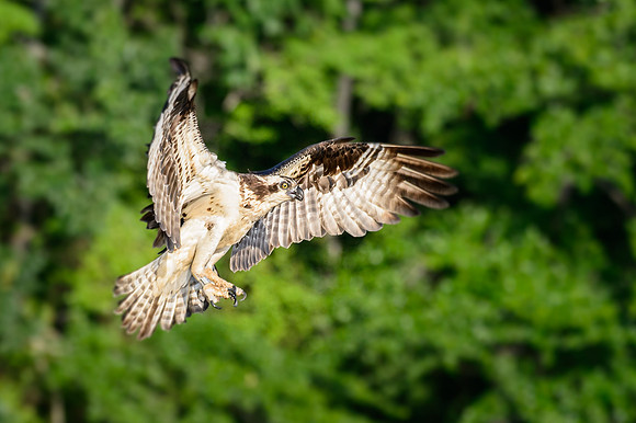 Osprey