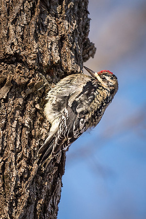 Yellow Bellied Sap Sucker