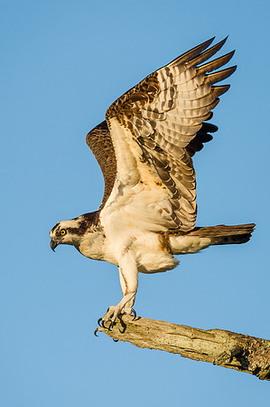 Osprey, OBX