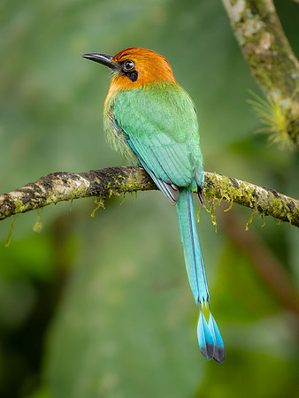 Rufous Motmot